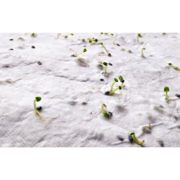 ASIDO - DIN A6 Wildblumen-Samenpapier